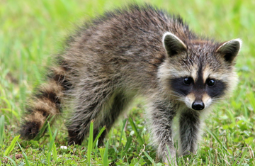 Exploring the Power Animal: Exploring the Spiritual Significance of the Racoon